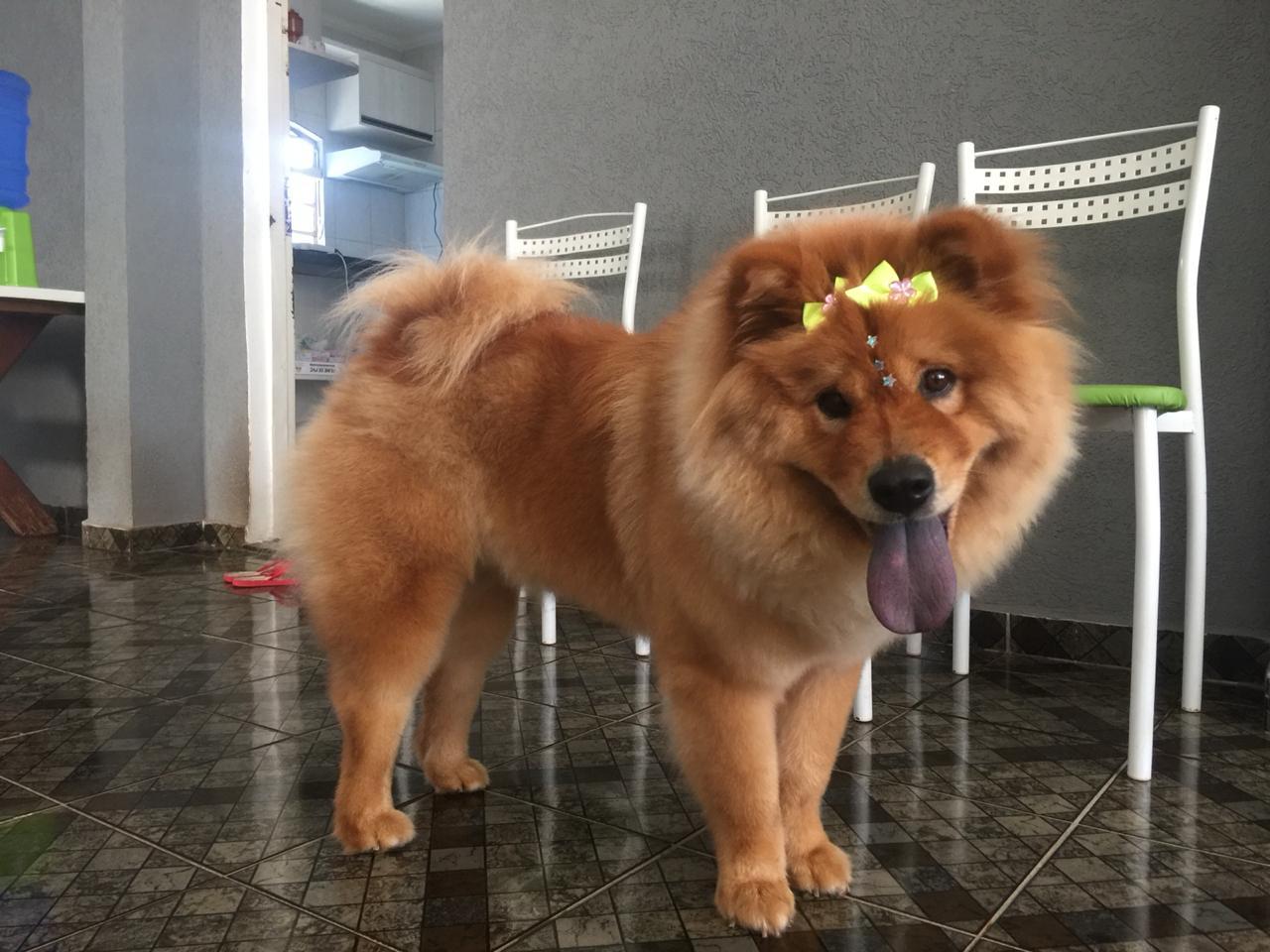 Animais são envenenados e morrem em bairro da Capital