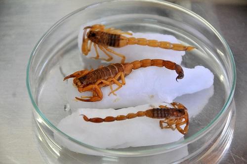 Ataques de escorpiões crescem 621% em seis meses na Capital