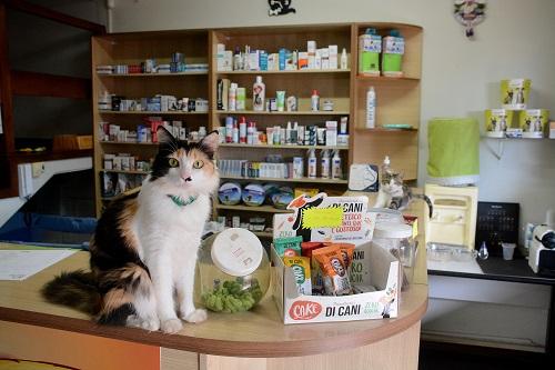 Com donos gastando mais, mercado de pets cresce 45%