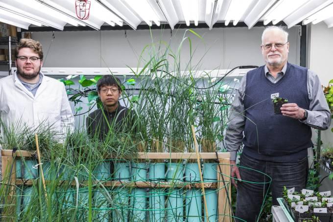Ciência: Plantas com DNA de coelho limpam melhor o ar