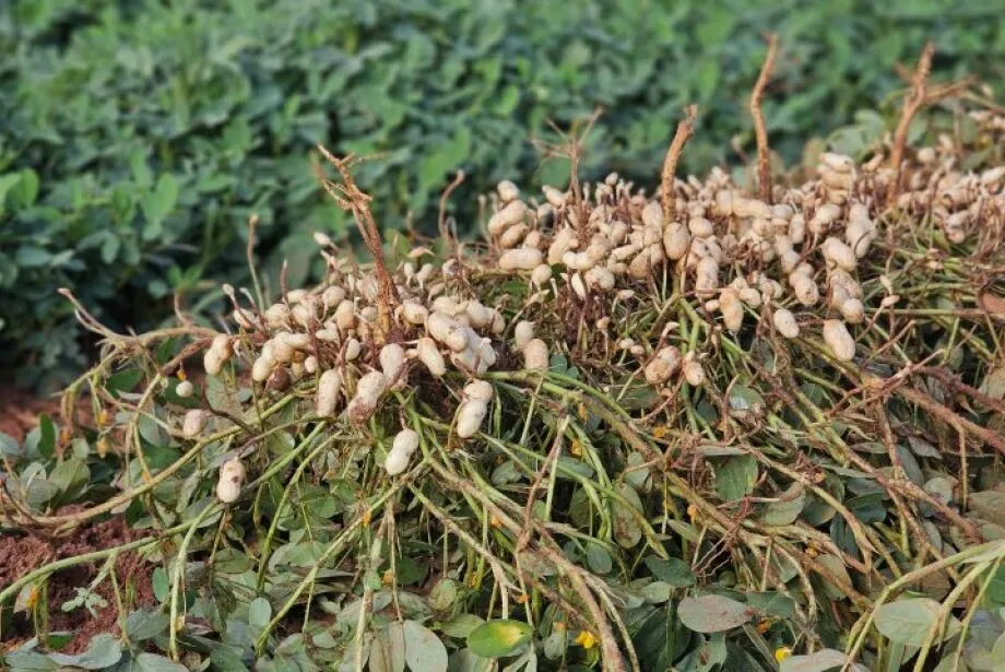 Amendoim ganha espaço e MS se torna o 2º maior produtor do Brasil