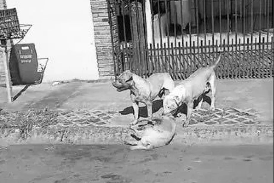 Pitbulls fogem, matam cachorro e tutora será responsabilizada