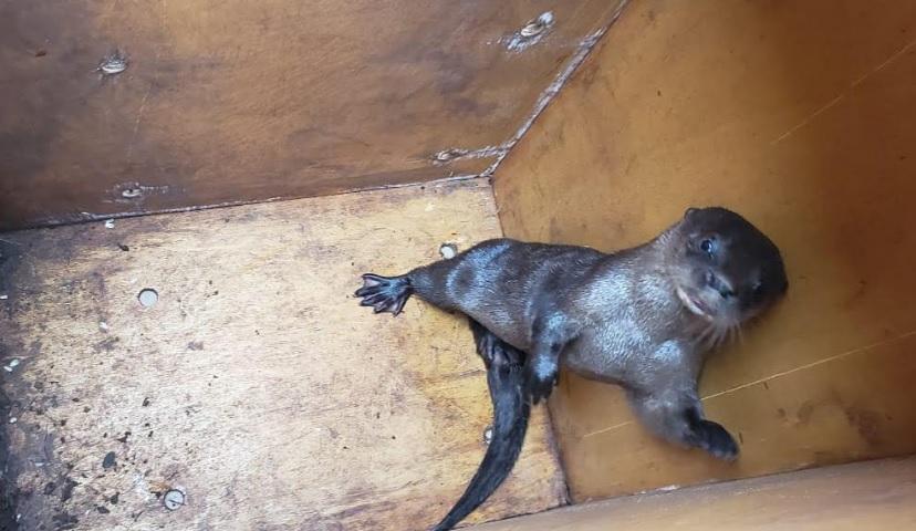 PMA captura ariranha em residência localizada no Jardim Aeroporto