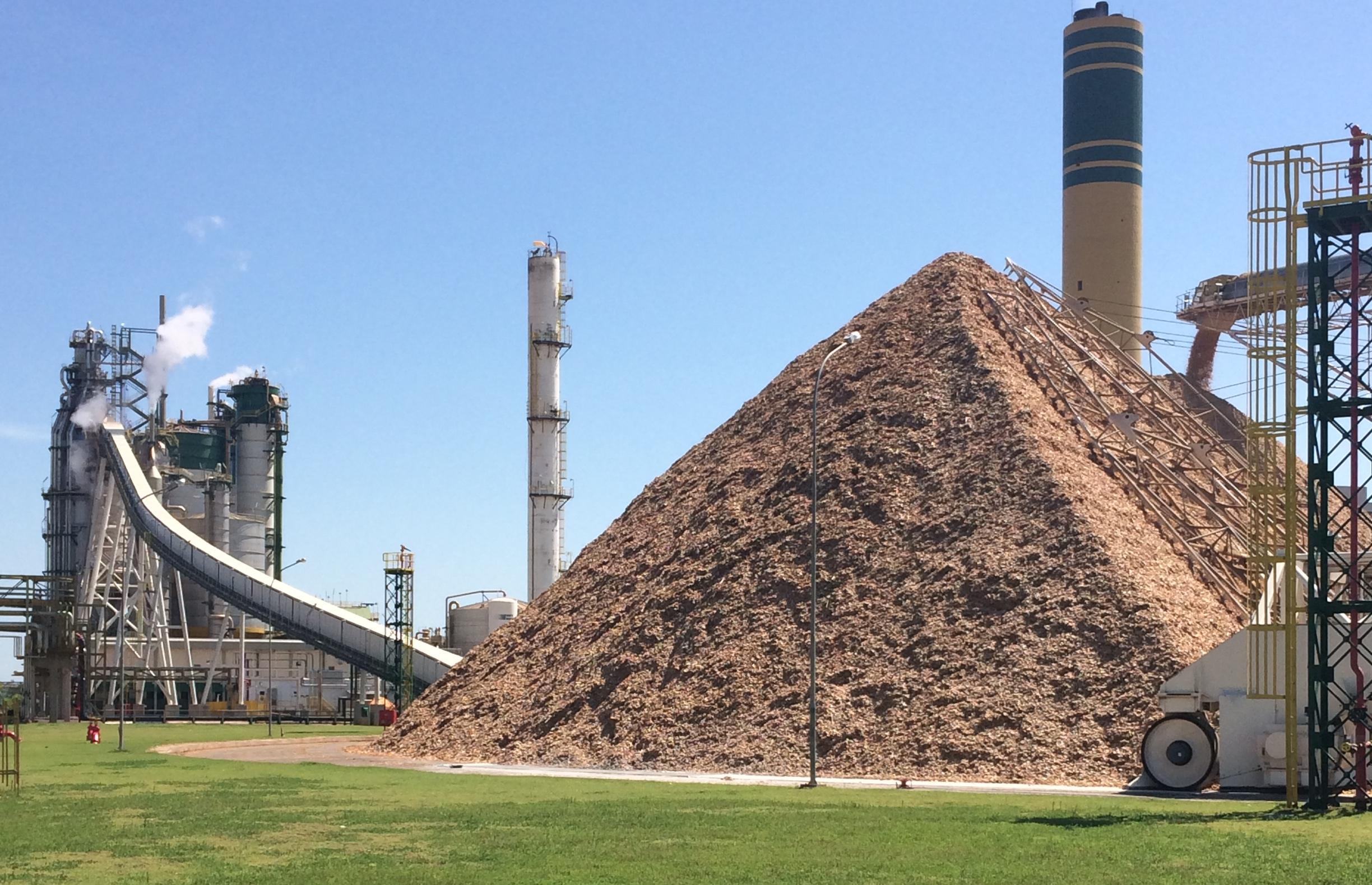 Usina termelétrica movida a madeira sairá do papel