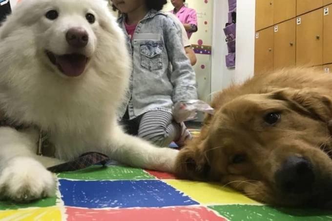 RJ libera visita de animais domésticos a hospitais