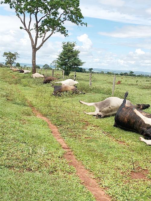 Raio mata 21 cabeças de gado no pasto em Aparecida do Taboado