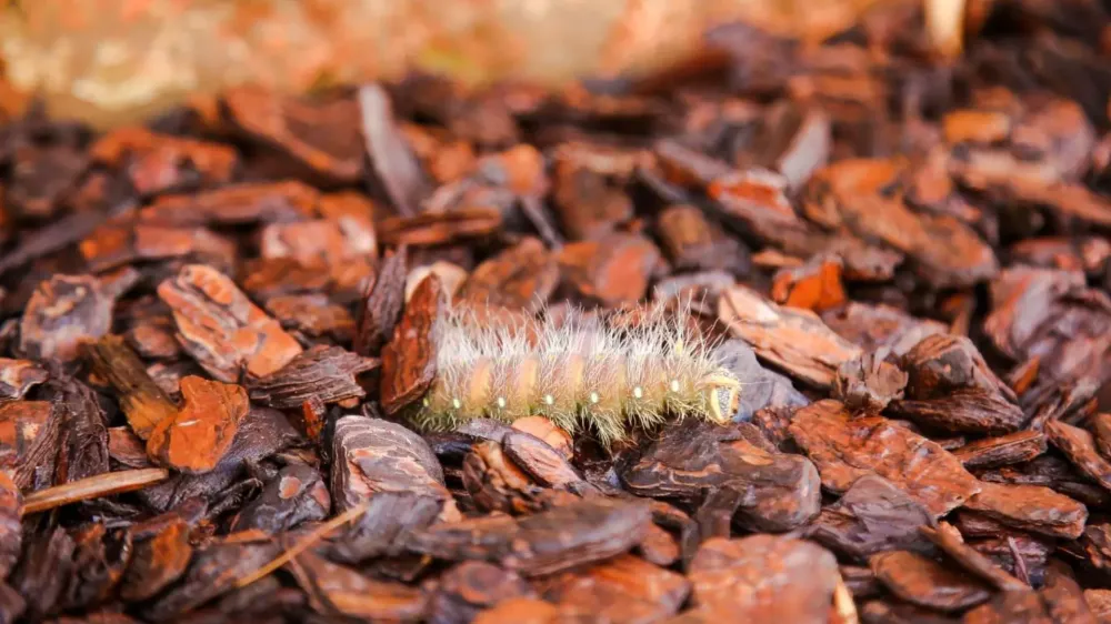 Relatos de acidentes com taturanas acendem alerta em MS