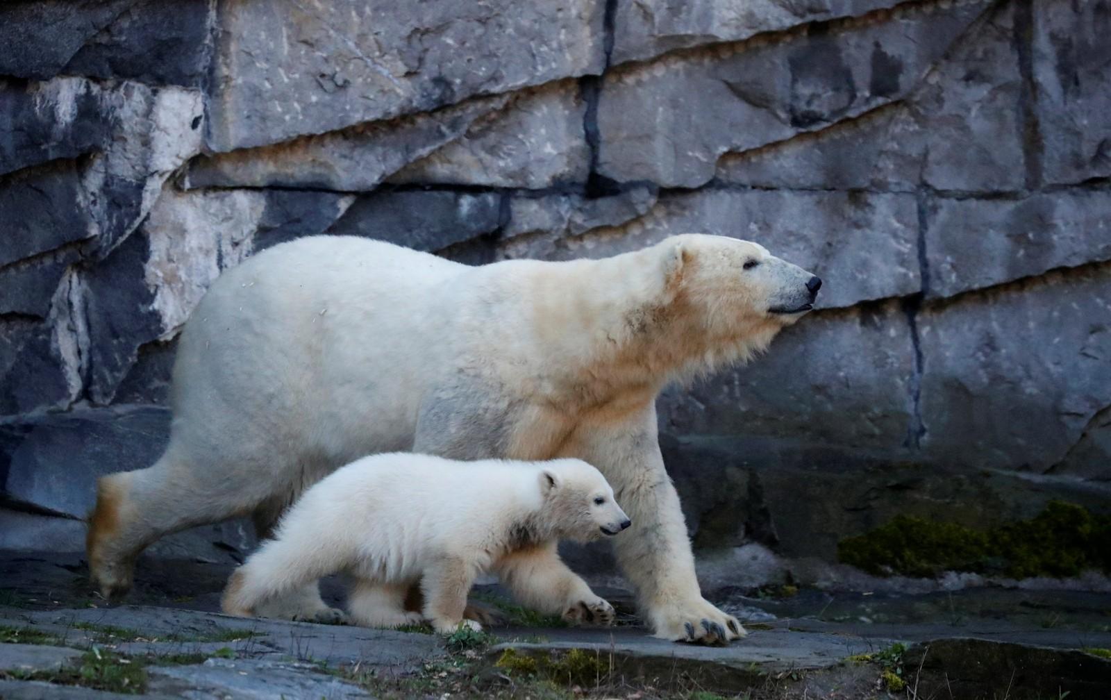 Ursa polar nascida no zoológico de Berlim recebe nome de time de futebol