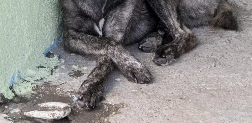 Abandonada há uma semana, cadela é resgatada pela Polícia em Três Lagoas