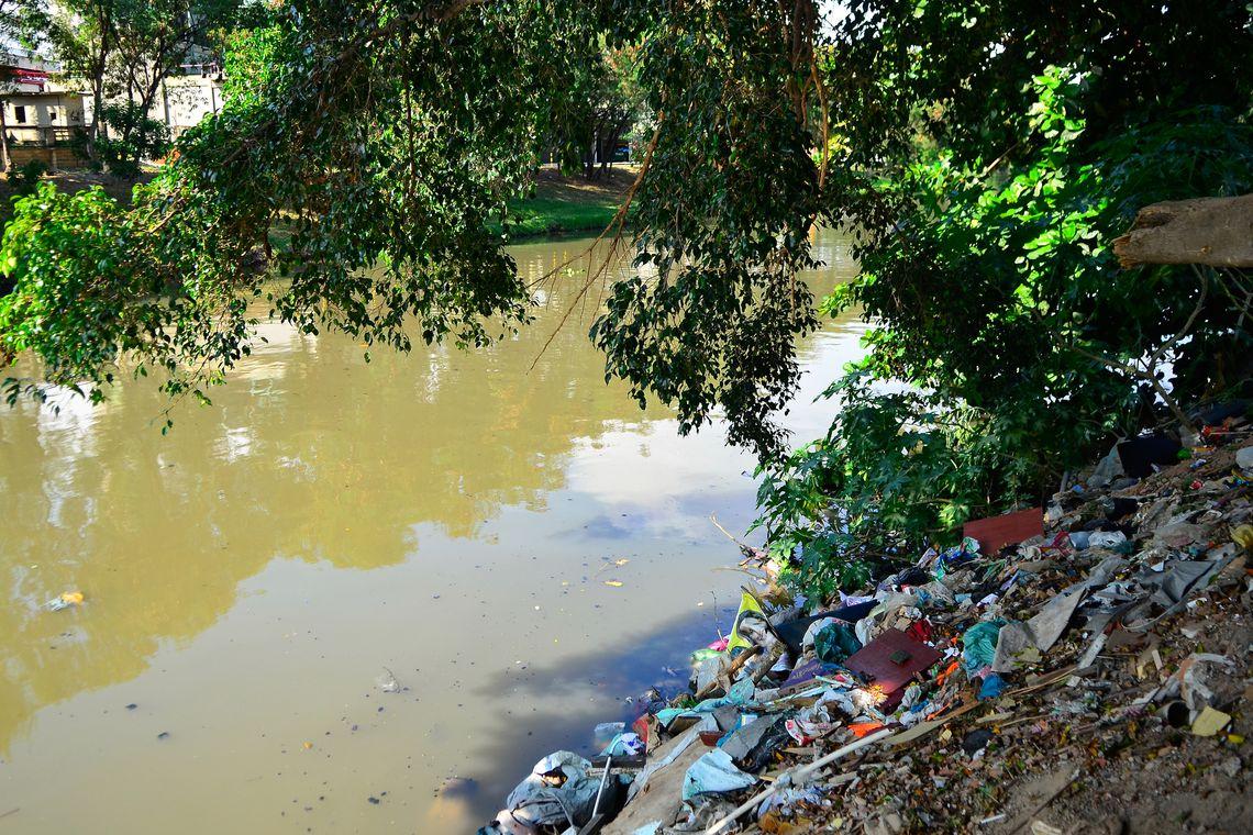 Poluição do ar afeta crescimento de árvores em São Paulo