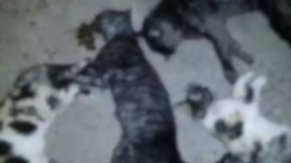 Homem mata gata a tiros em Alcinópolis e diz que não sabia que tinha dono 