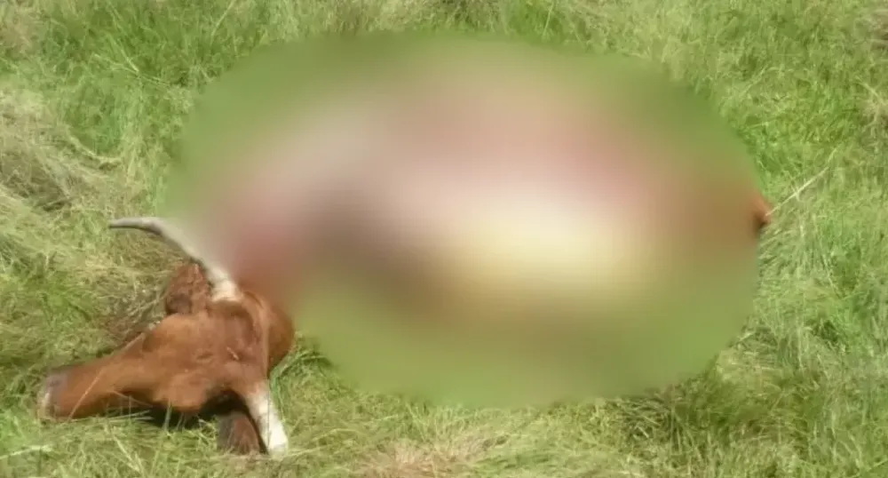 Aumento do roubo de gado na faixa de fronteira alerta pecuaristas de MS