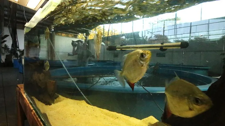 Após 9 anos, juiz marca julgamento de Giroto e mais sete por desvios de R$ 10,7 mi do Aquário 