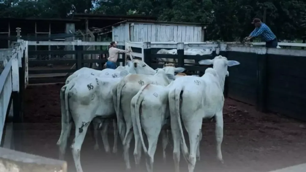 Gado furtado de fazenda em Brasilândia é recuperado com a marca alterada