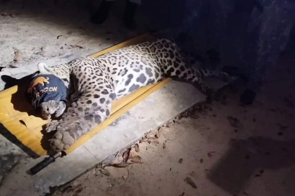 Vídeo: Onça assassina é capturada após dias de terror no Pantanal