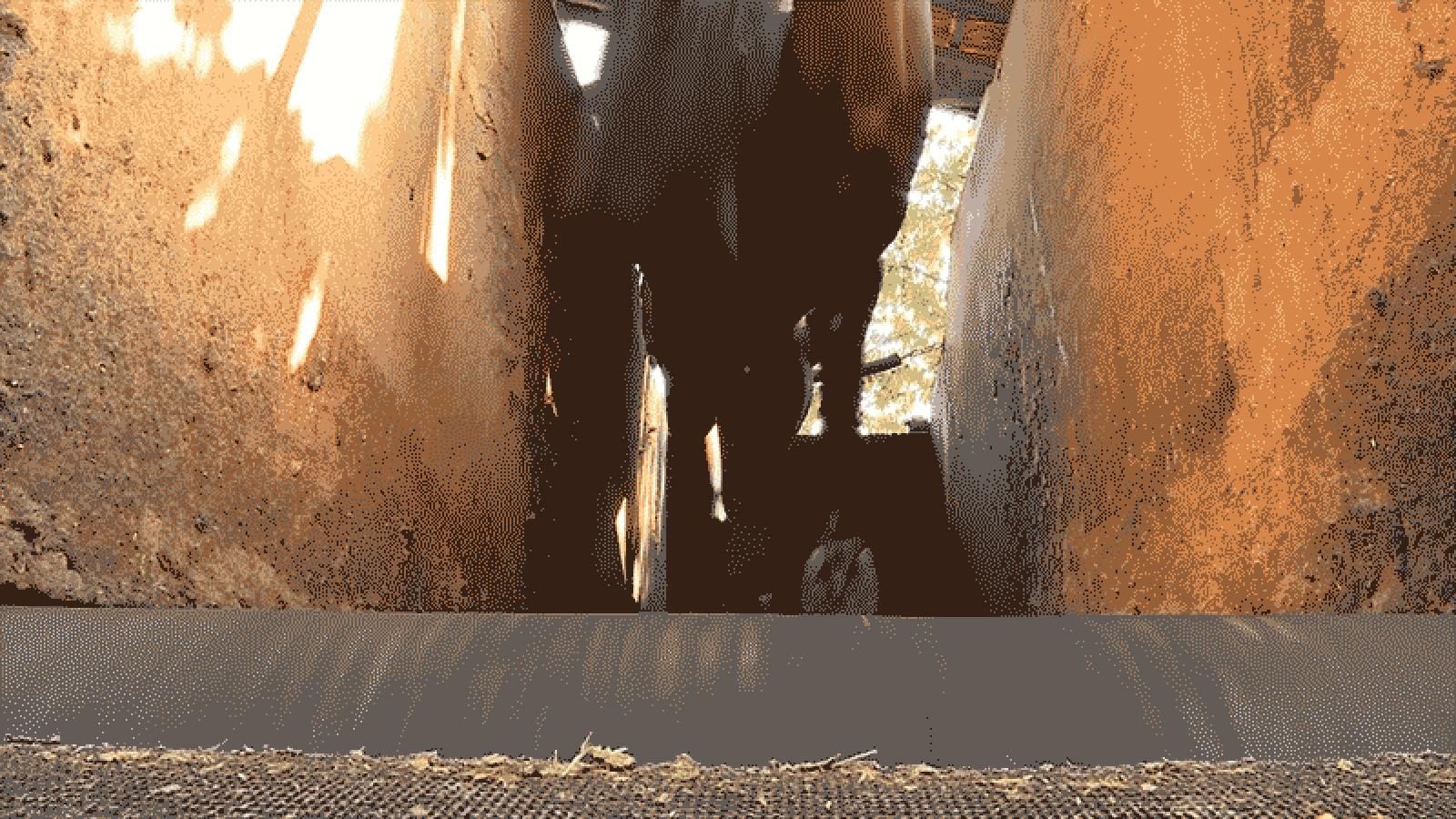 Hidroginástica, acupuntura, esteira e até alongamento: veja preparação de um cavalo atleta