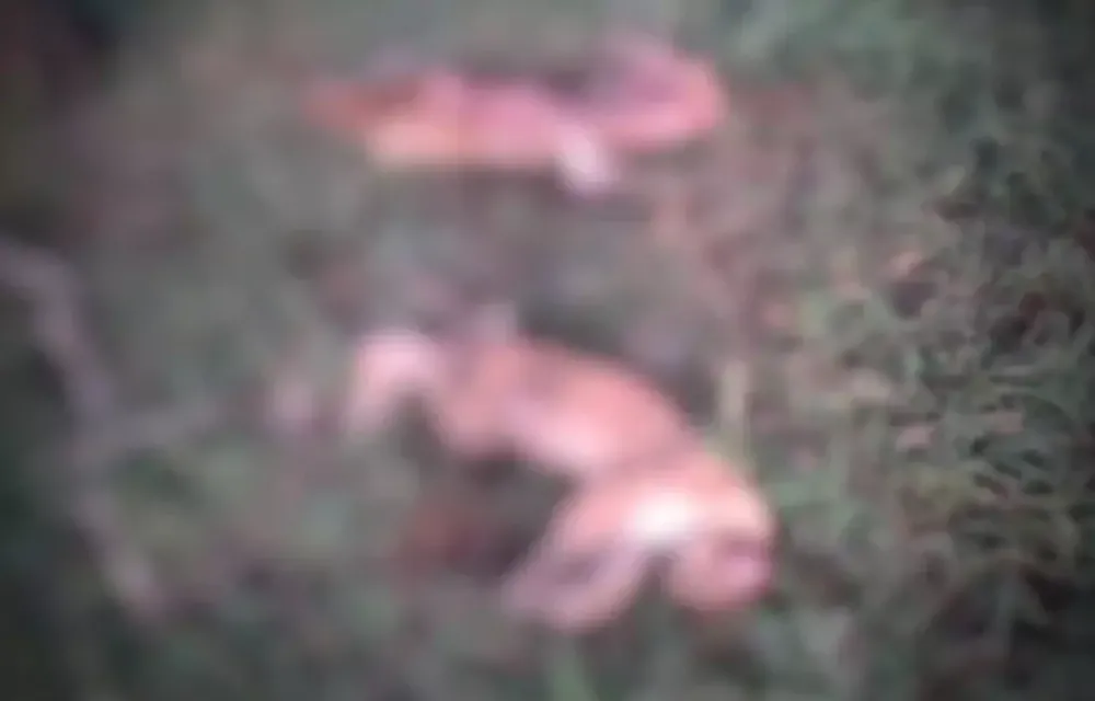 Carcaças de onças-pardas abatidas são encontradas em fazenda de MS