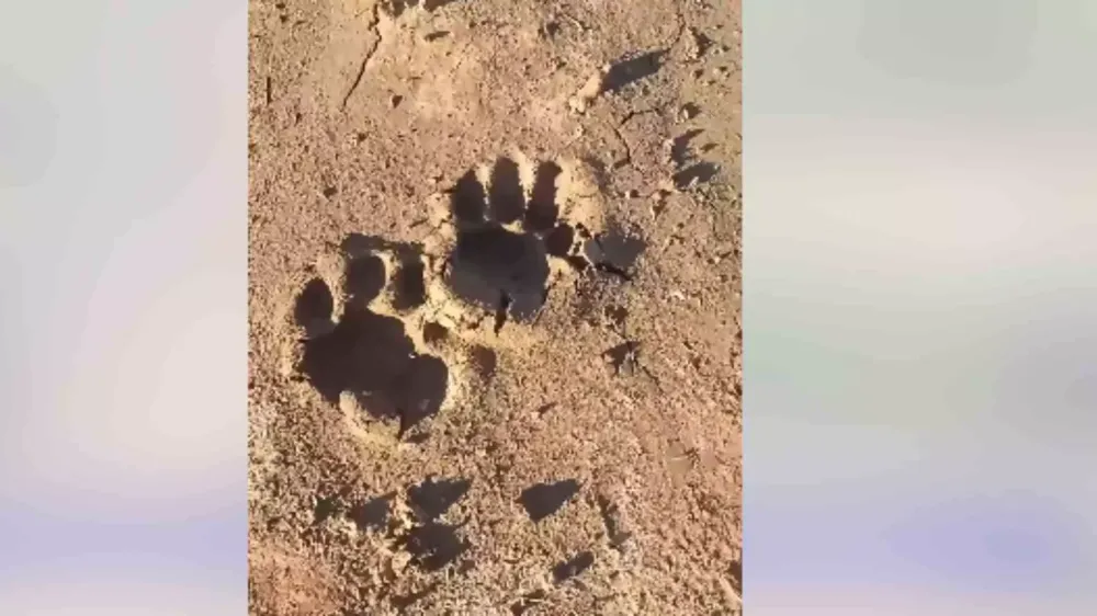Pegadas de onça são vistas na Estrada Parque e morador alerta: ‘está andando por aí’
