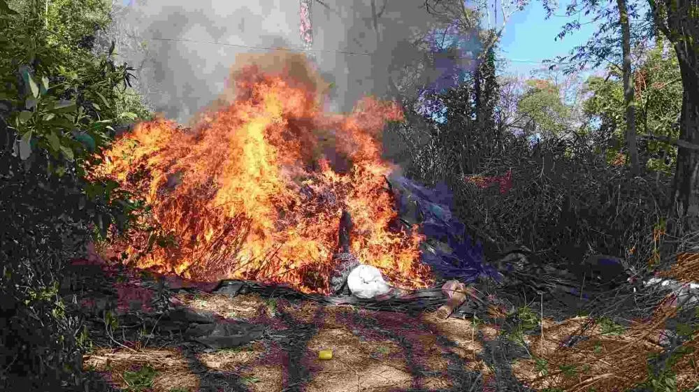 Operação em roças clandestinas da fronteira com MS elimina 63 toneladas de maconha