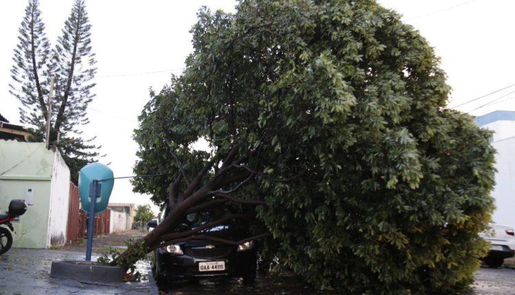 Prefeitura terá que pagar R$ 50 mil a morador que teve casa destruída por queda de árvore