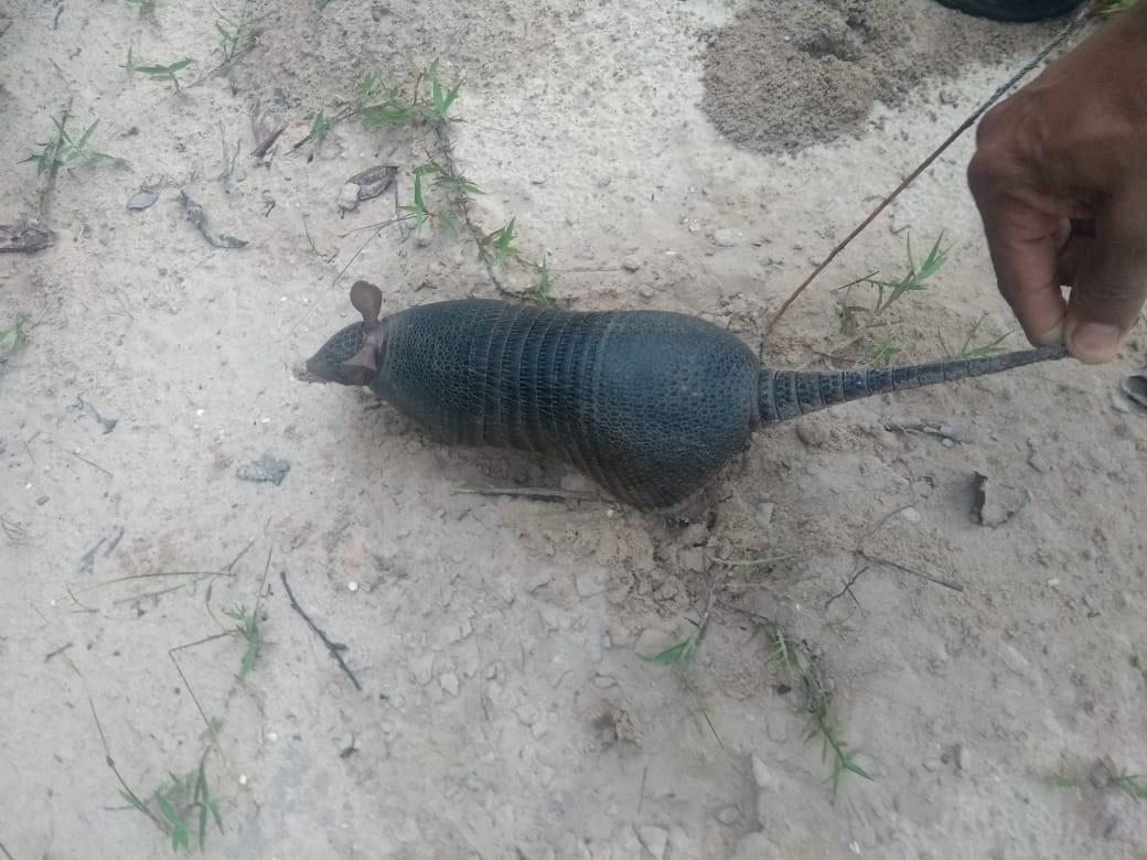 Tatu é capturado pela Polícia Militar Ambiental em hospital