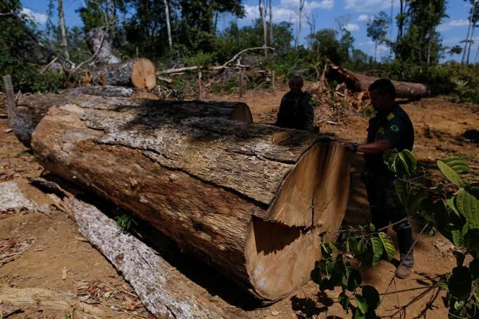 Um milhão de espécies estão ameaçadas pela ação humana, aponta relatório
