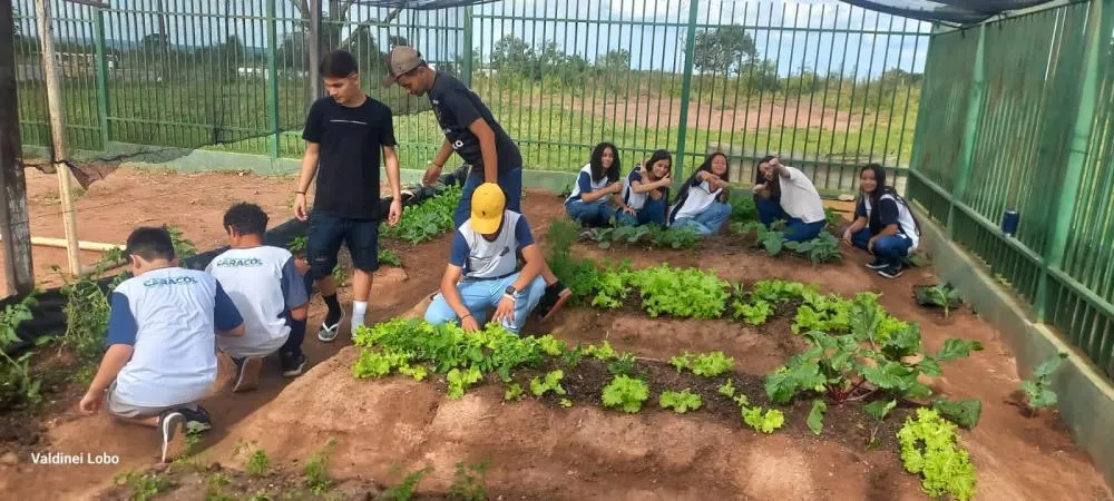 Projeto “Horta Escolar” transforma ensino e promove consciência ambiental em escola rural de Caracol