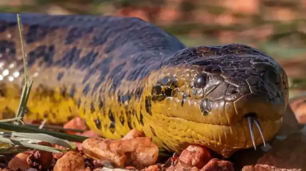 Após suposto ataque de sucuri a pescador em MS, especialista esclarece hábitos da espécie