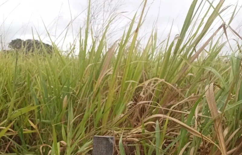 Jardim intensifica fiscalização de terrenos baldios e combate ao descarte irregular de lixo