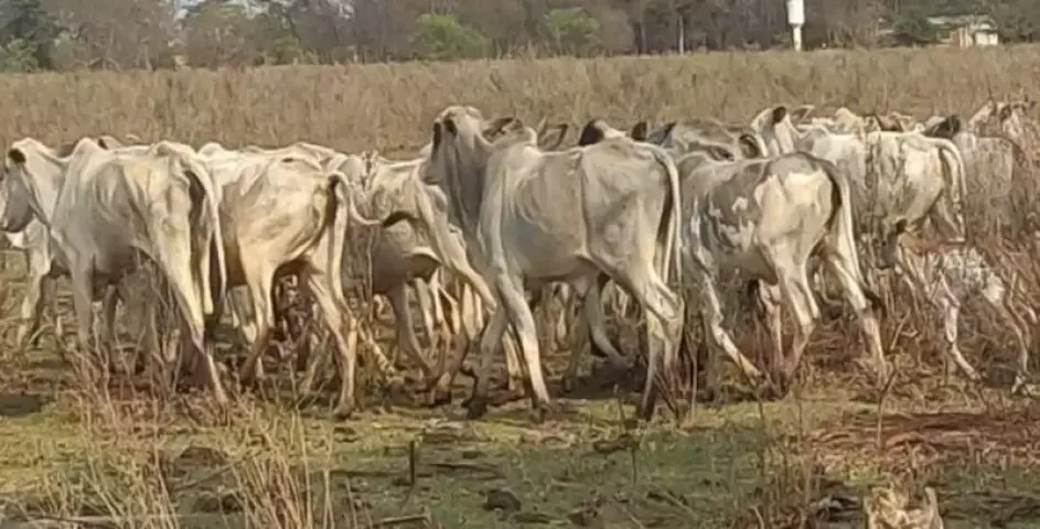 Fazendeiro de Dourados é investigado por maus-tratos a rebanho de gado