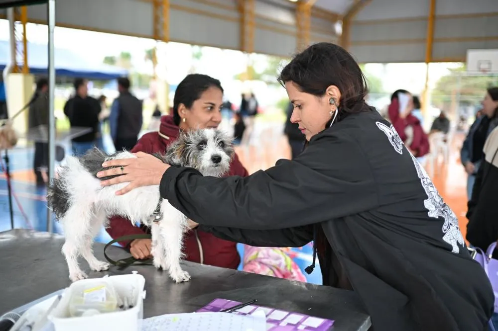 Caravana da Castração realiza 401 procedimentos em Jardim