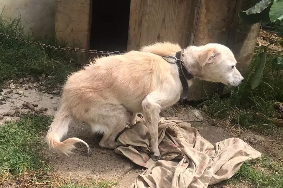 Homem é preso após viralizar vídeo praticando zoofilia contra cachorro em Anaurilândia
