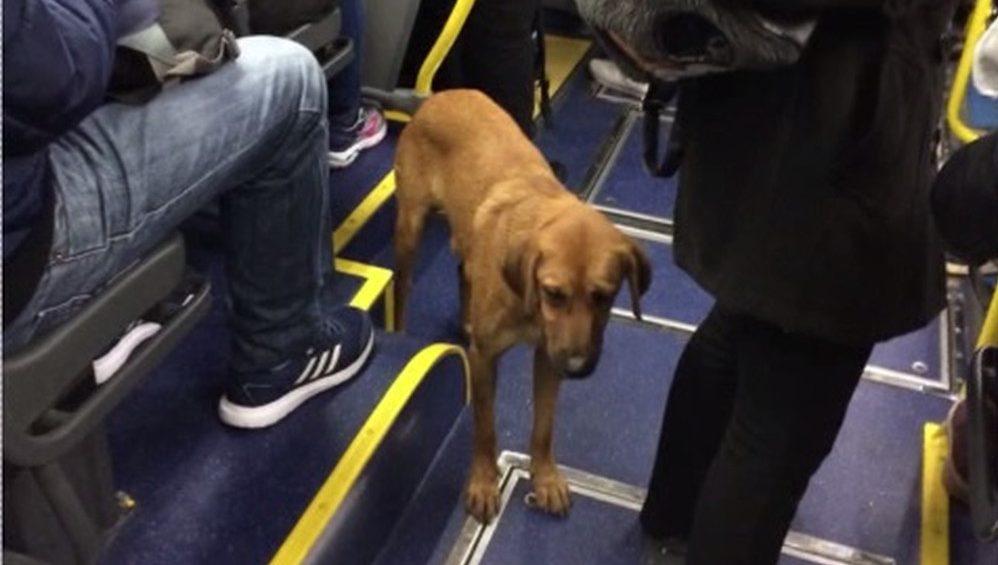 Cachorro pega ônibus sozinho em Curitiba