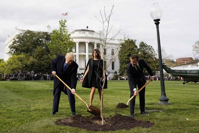 Árvore plantada por Trump e Macron como sinal de amizade morreu