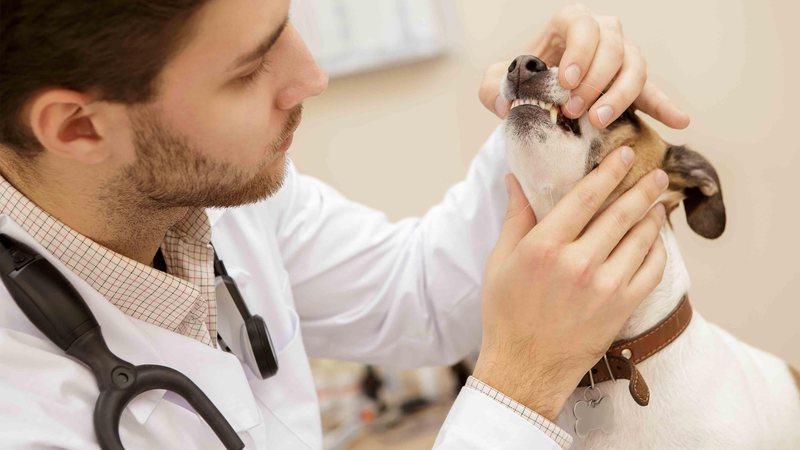 CRMV-MS cobra vacinação em veterinários ‘esquecidos’ no plano de imunização de MS