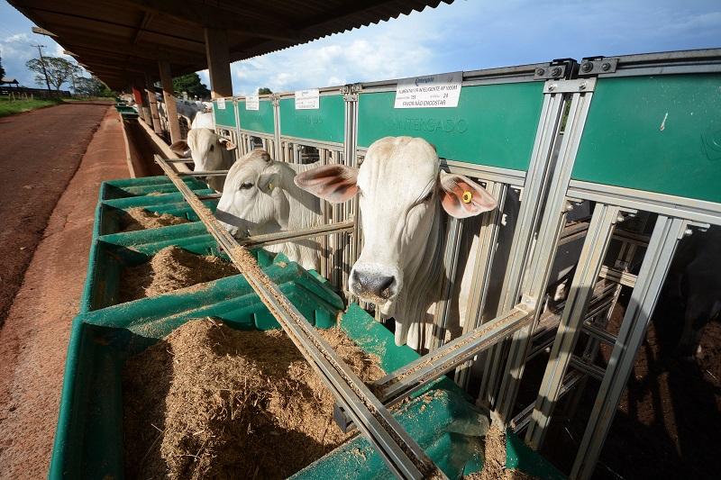 Programa monitora variáveis de desempenho na raça Nelore