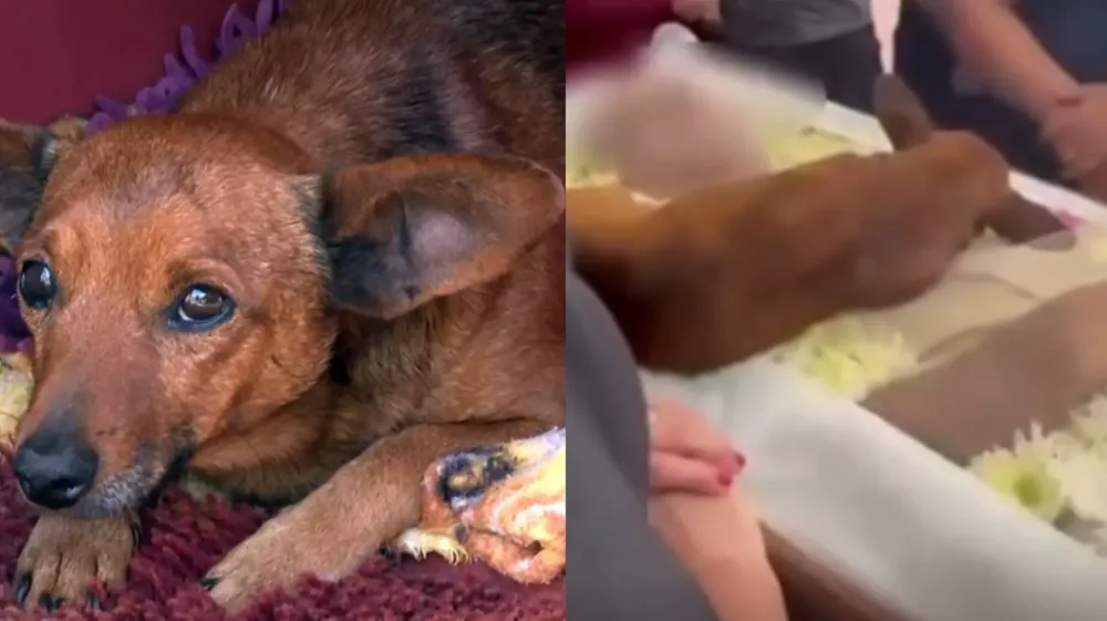 Em MG, cachorro percorre 12 km para se despedir do tutor em velório