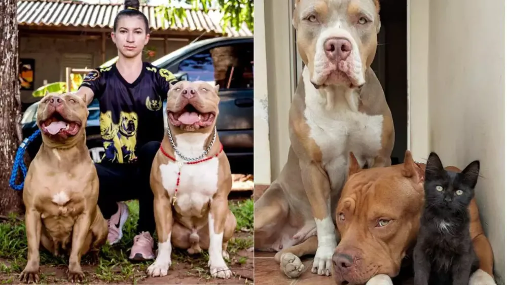‘Não é a raça’: adestradores defendem responsabilidade de tutores de pit bulls e relacionam agressividade à criação