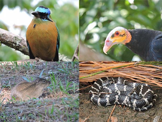 Selva urbana, Hospital São Julião é reduto de animais silvestres na Capital
