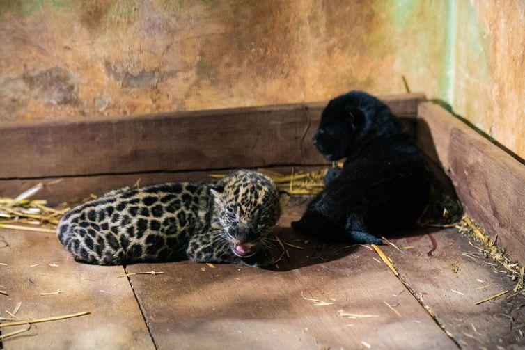 Mais 2 filhotes de onça-pintada nascem na reserva de Itaipu