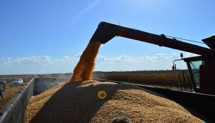 Governo decreta novas regras para exportação de milho