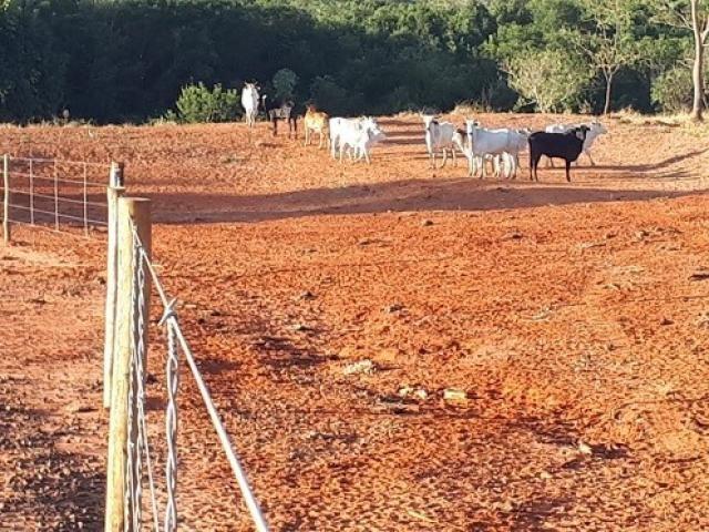 Pecuarista põe gado na área do vizinho e ainda comete crime ambiental