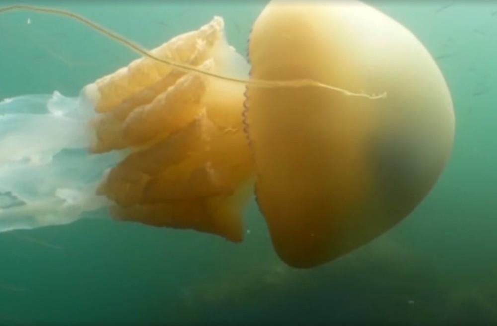 Bióloga registra água-viva gigante em mergulho