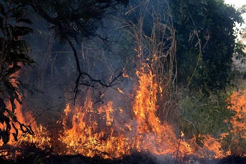 Capital sediará evento sobre incêndio em matas