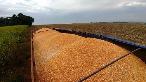 MS consegue recuperar nível da atividade econômica pré-crise