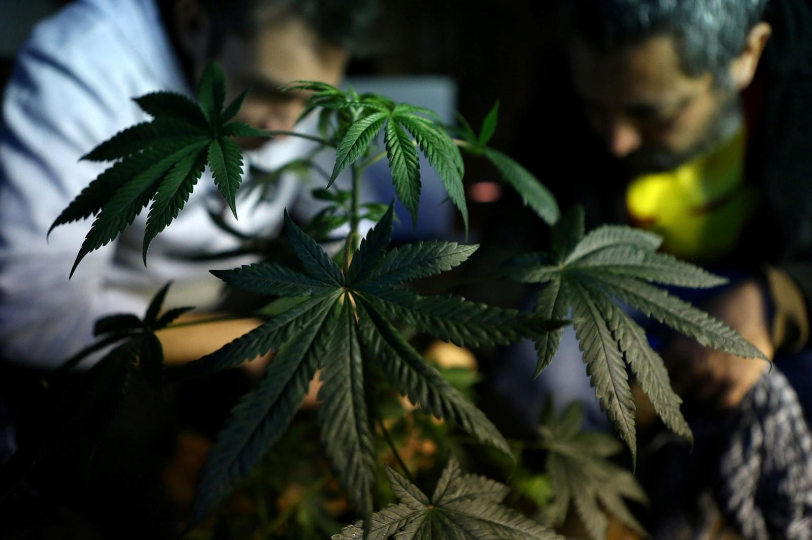 Anvisa debate a liberação do cultivo de maconha medicinal