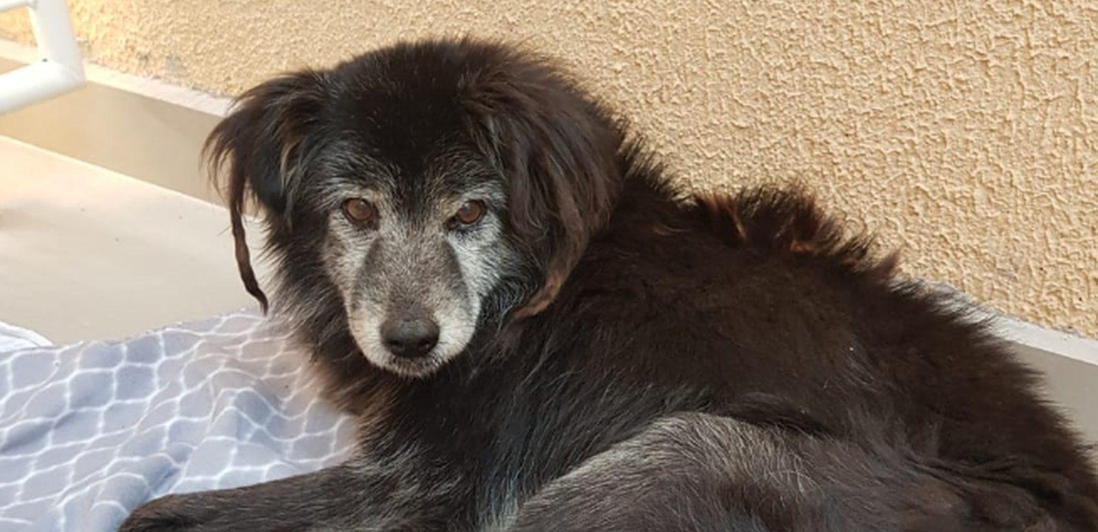 Família reencontra cachorro 10 anos após fuga