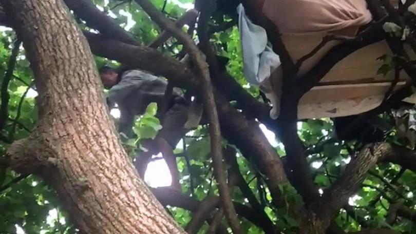 Operação retira família que vivia em cima de árvore no Rio