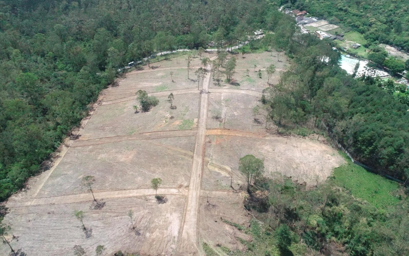 SP tem 90 novas áreas desmatadas de Mata Atlântica nos últimos 5 anos
