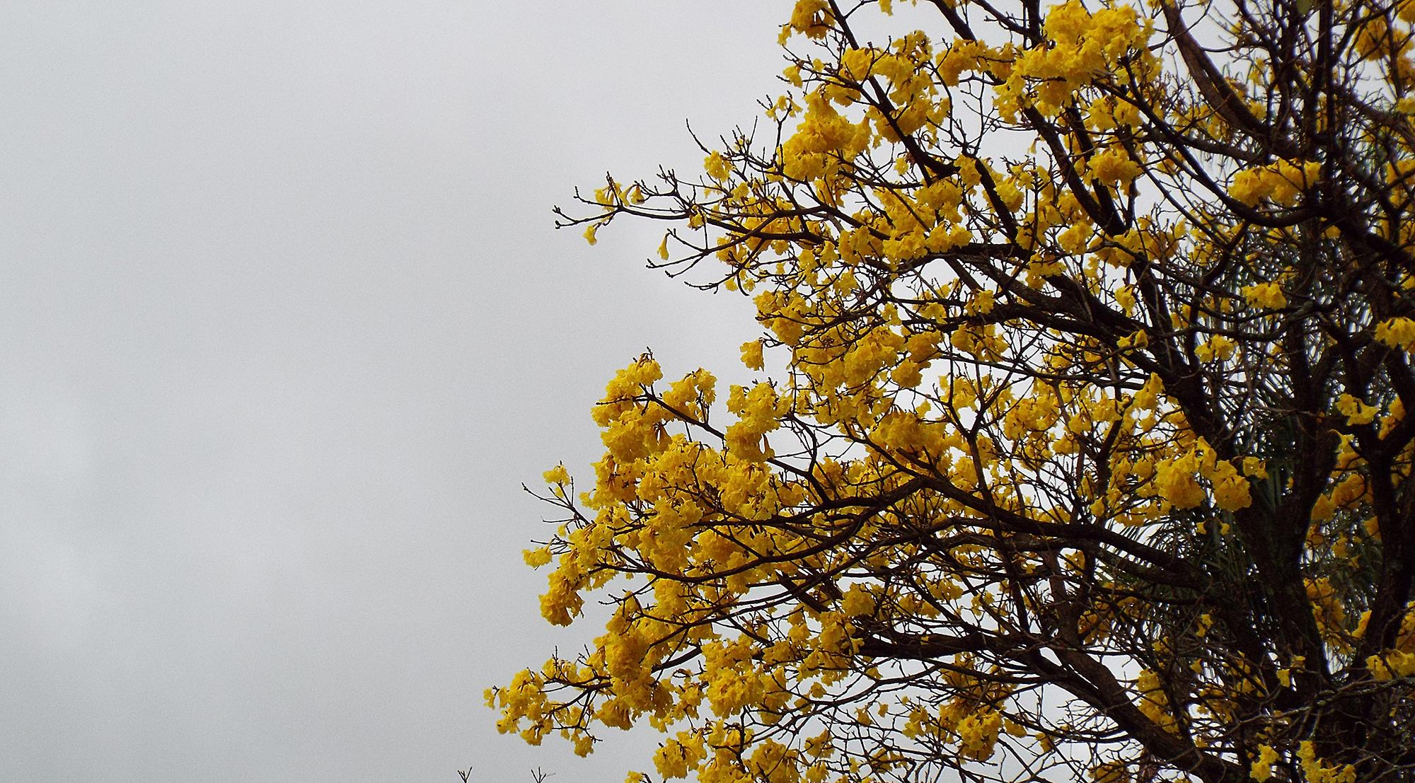Chuvas de maior intensidade deve vir só em setembro
